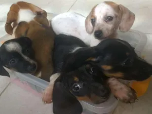 Cachorro raça desconhecida idade 2 a 6 meses nome Adote