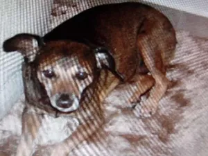 Cachorro raça Vira lata raca naonindefinida idade 6 ou mais anos nome Dodo