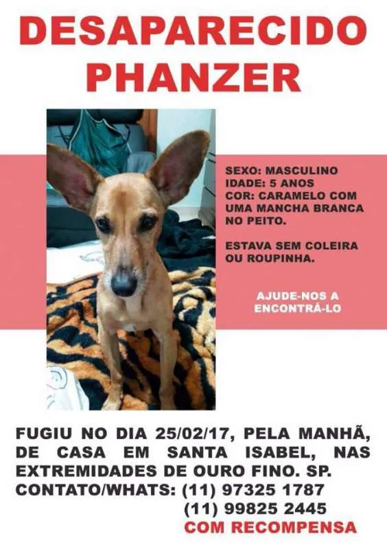 Cachorro ra a SRD idade 5 anos nome Phanzer GRATIFICA