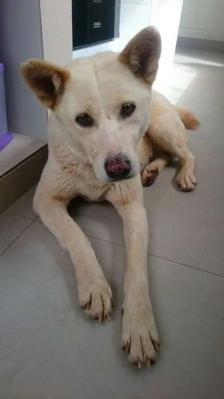 Cachorro ra a Akita idade 3 anos nome sem nome