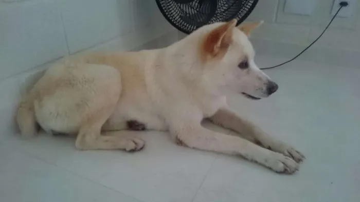 Cachorro ra a Akita idade 3 anos nome sem nome