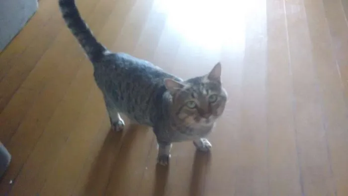 Gato ra a Vira lata idade 1 ano nome Ronron