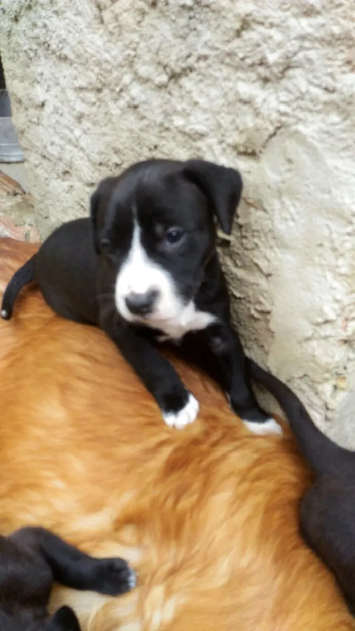 Cachorro ra a Golden retriver idade Abaixo de 2 meses nome filhotes de golden