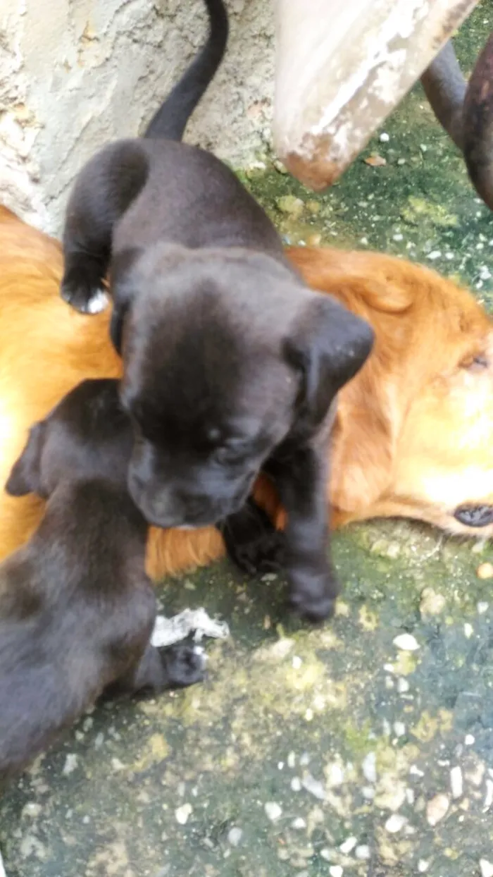 Cachorro ra a Golden retriver idade Abaixo de 2 meses nome filhotes de golden