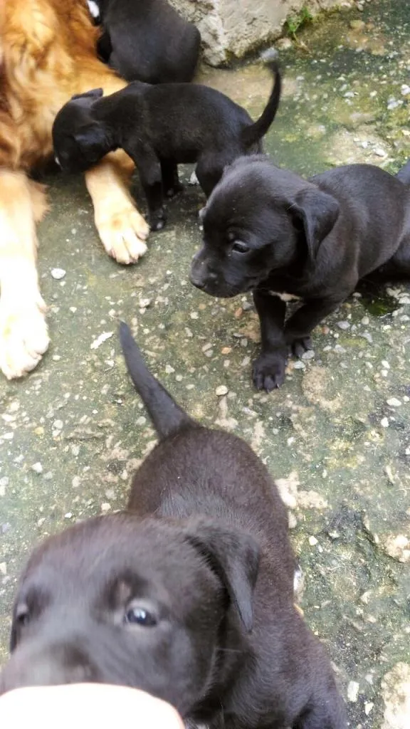 Cachorro ra a Golden retriver idade Abaixo de 2 meses nome filhotes de golden