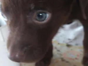 Gato raça Mistura de Basset com vira lata idade Abaixo de 2 meses nome Sao filhotes 