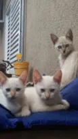 Gatos