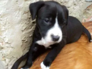 Cachorro raça Golden retriver idade Abaixo de 2 meses nome filhotes de golden