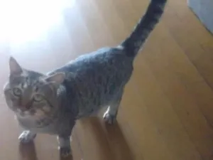 Gato raça Vira lata idade 1 ano nome Ronron