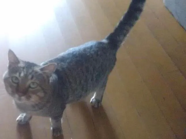 Gato ra a Vira lata idade 1 ano nome Ronron