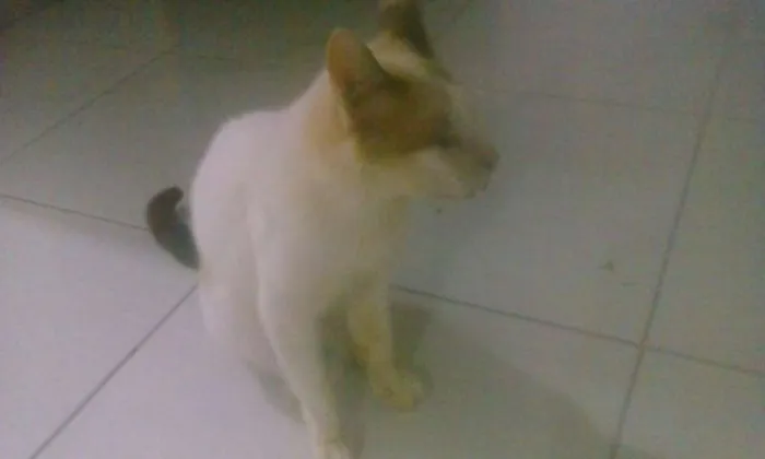 Gato ra a sem raça idade 5 anos nome Apolo