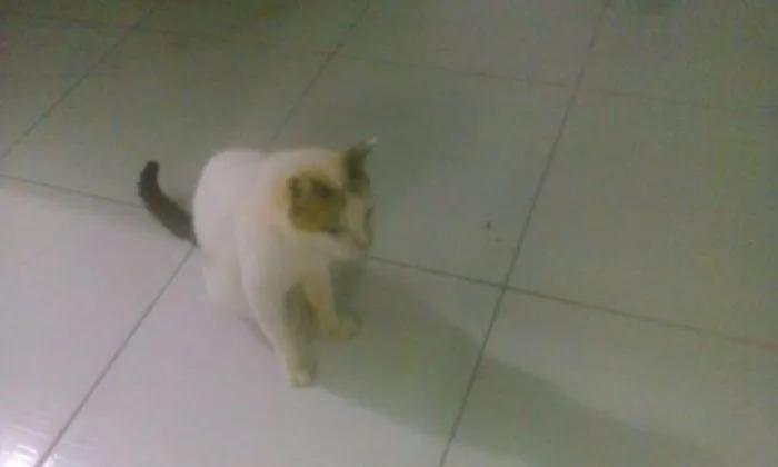 Gato ra a sem raça idade 5 anos nome Apolo