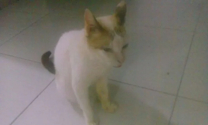 Gato ra a sem raça idade 5 anos nome Apolo