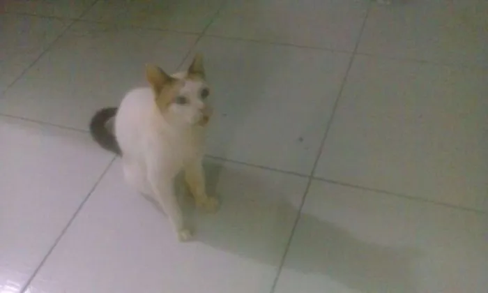 Gato ra a sem raça idade 5 anos nome Apolo