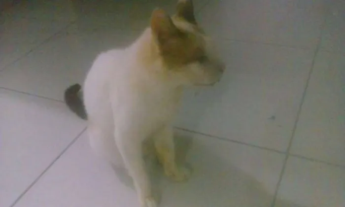 Gato ra a sem raça idade 5 anos nome Apolo