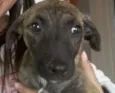 NINA