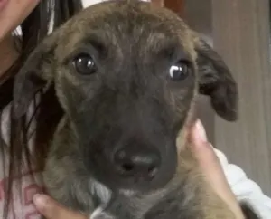 Cachorro raça sem raça definida idade 2 a 6 meses nome NINA