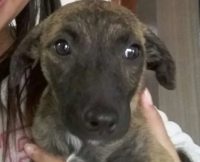 Cachorro ra a sem raça definida idade 2 a 6 meses nome NINA