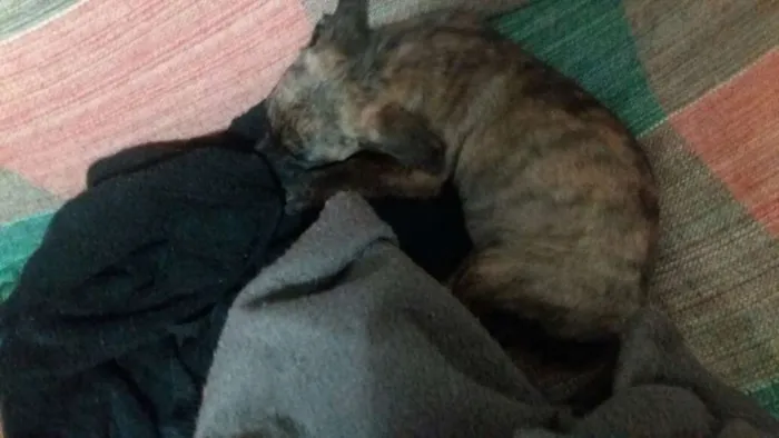 Cachorro ra a sem raça definida idade 2 a 6 meses nome NINA