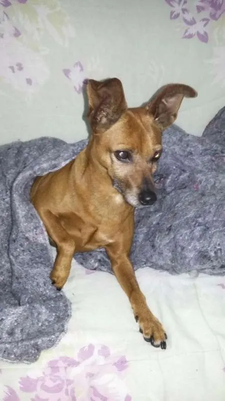 Cachorro raça PINSCHER idade 5 anos nome MAYA