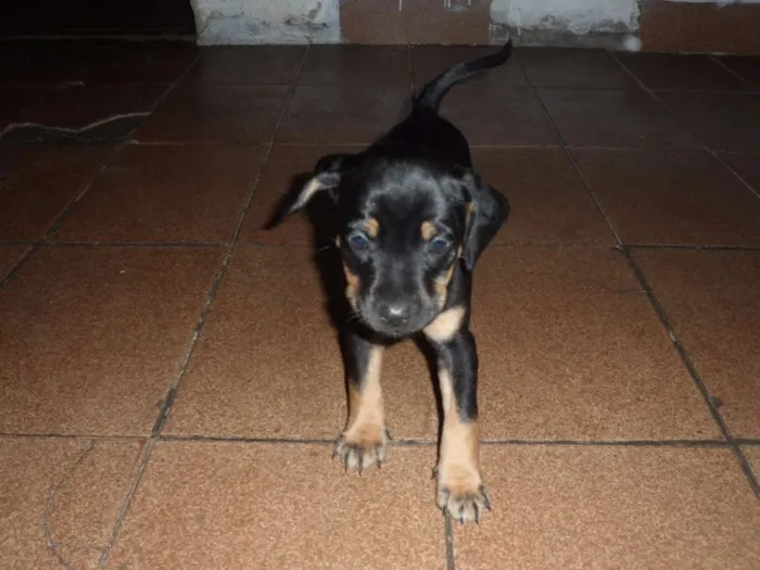 Cachorro raça Vira lata idade Abaixo de 2 meses nome Sem nome