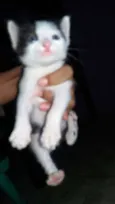 Felina