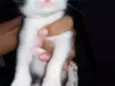 Felina