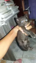 Pretinho