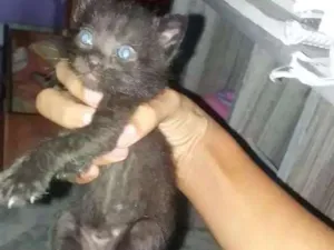 Gato raça Não tem idade Abaixo de 2 meses nome Pretinho