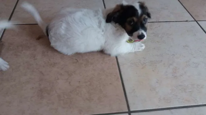 Cachorro ra a SRD idade 2 a 6 meses nome iudy