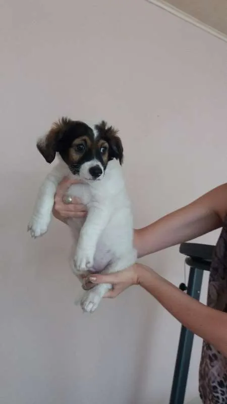 Cachorro ra a SRD idade 2 a 6 meses nome iudy