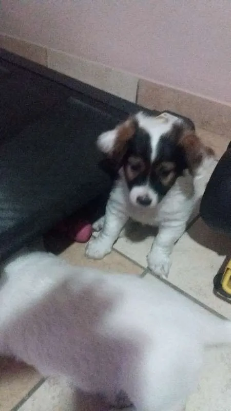 Cachorro ra a SRD idade 2 a 6 meses nome iudy