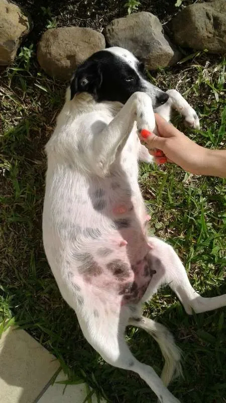 Cachorro ra a SRD idade 2 anos nome PRETA