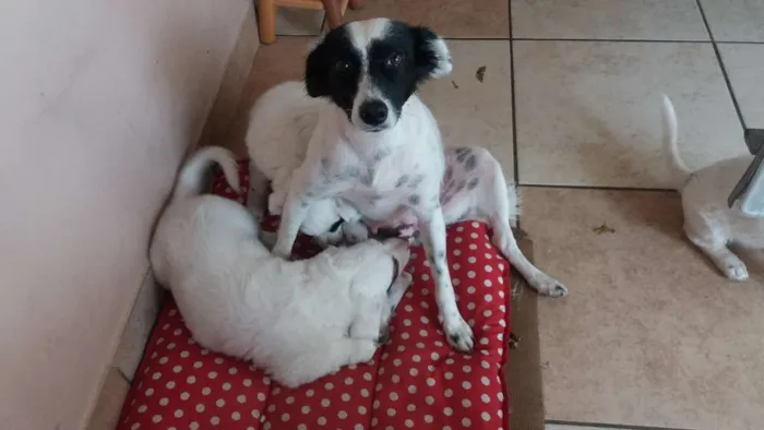 Cachorro ra a SRD idade 2 anos nome PRETA