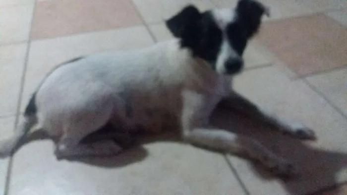 Cachorro ra a SRD idade 2 anos nome PRETA