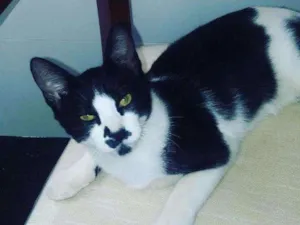 Gato raça SRD idade 7 a 11 meses nome Frances