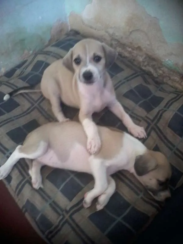 Cachorro ra a Desconhecida idade 2 a 6 meses nome Sem nome