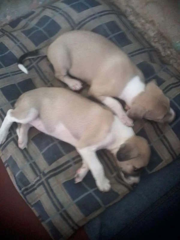 Cachorro ra a Desconhecida idade 2 a 6 meses nome Sem nome