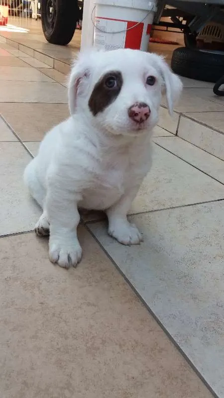 Cachorro ra a SRD idade 2 a 6 meses nome BEBEZUDO