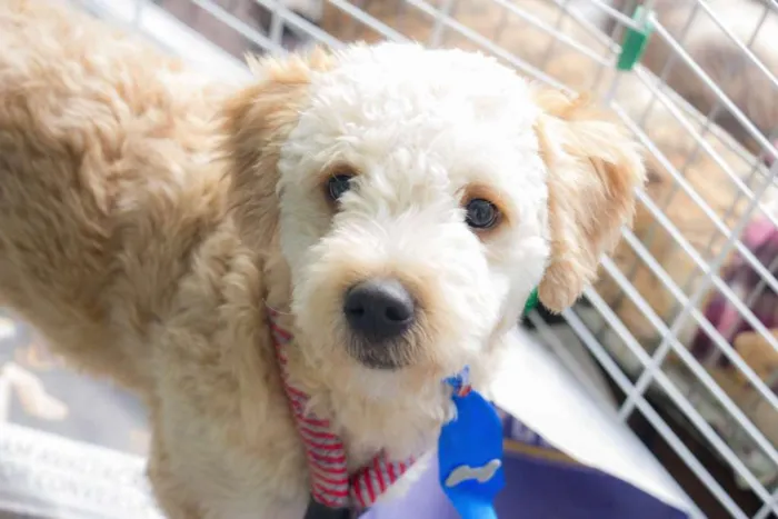 Cachorro ra a poodle idade 7 a 11 meses nome Bowie