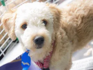 Cachorro raça poodle idade 7 a 11 meses nome Bowie