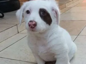 Cachorro raça SRD idade 2 a 6 meses nome BEBEZUDO