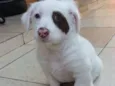 BEBEZUDO