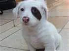 Cachorro raça SRD idade 2 a 6 meses nome BEBEZUDO