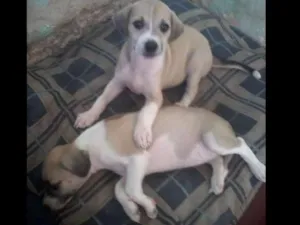 Cachorro raça Desconhecida idade 2 a 6 meses nome Sem nome