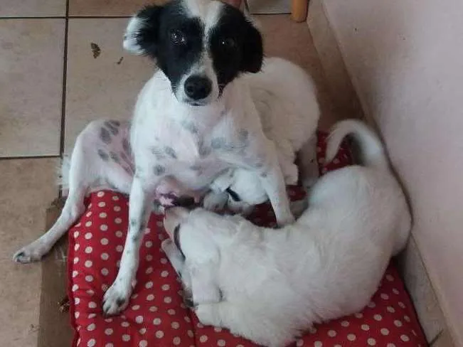 Cachorro ra a SRD idade 2 anos nome PRETA