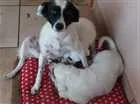 Cachorro raça SRD idade 2 anos nome PRETA