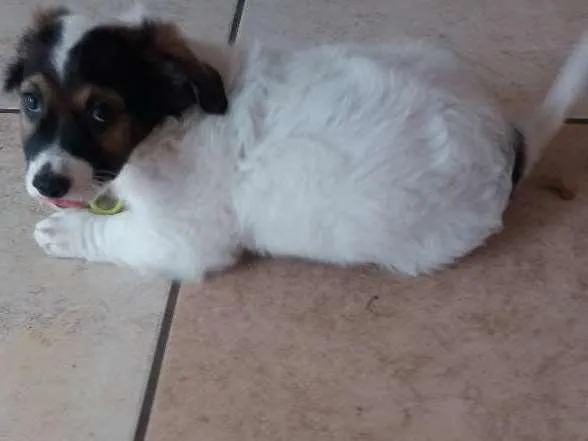 Cachorro ra a SRD idade 2 a 6 meses nome iudy