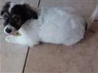 Cachorro raça SRD idade 2 a 6 meses nome iudy