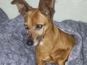 Cachorro raça PINSCHER idade 5 anos nome MAYA